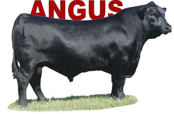 Angus - the best beef breed!